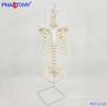 PNT-2120 life size spine model with ribs and pelvis